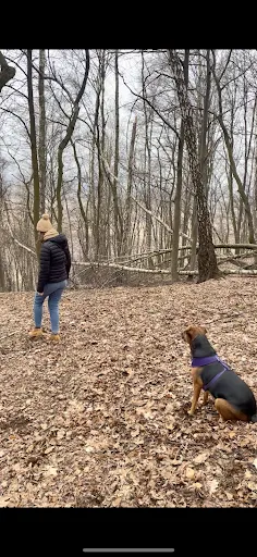 Psi Dialog - trener psów, nosework, behawiorysta psów